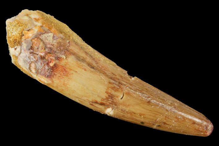 Spinosaurus Tooth - Real Dinosaur Tooth #116341